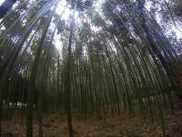 киото_3