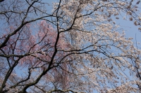 киото_6